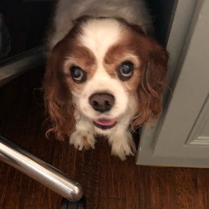 Meet your Posher, Vicky